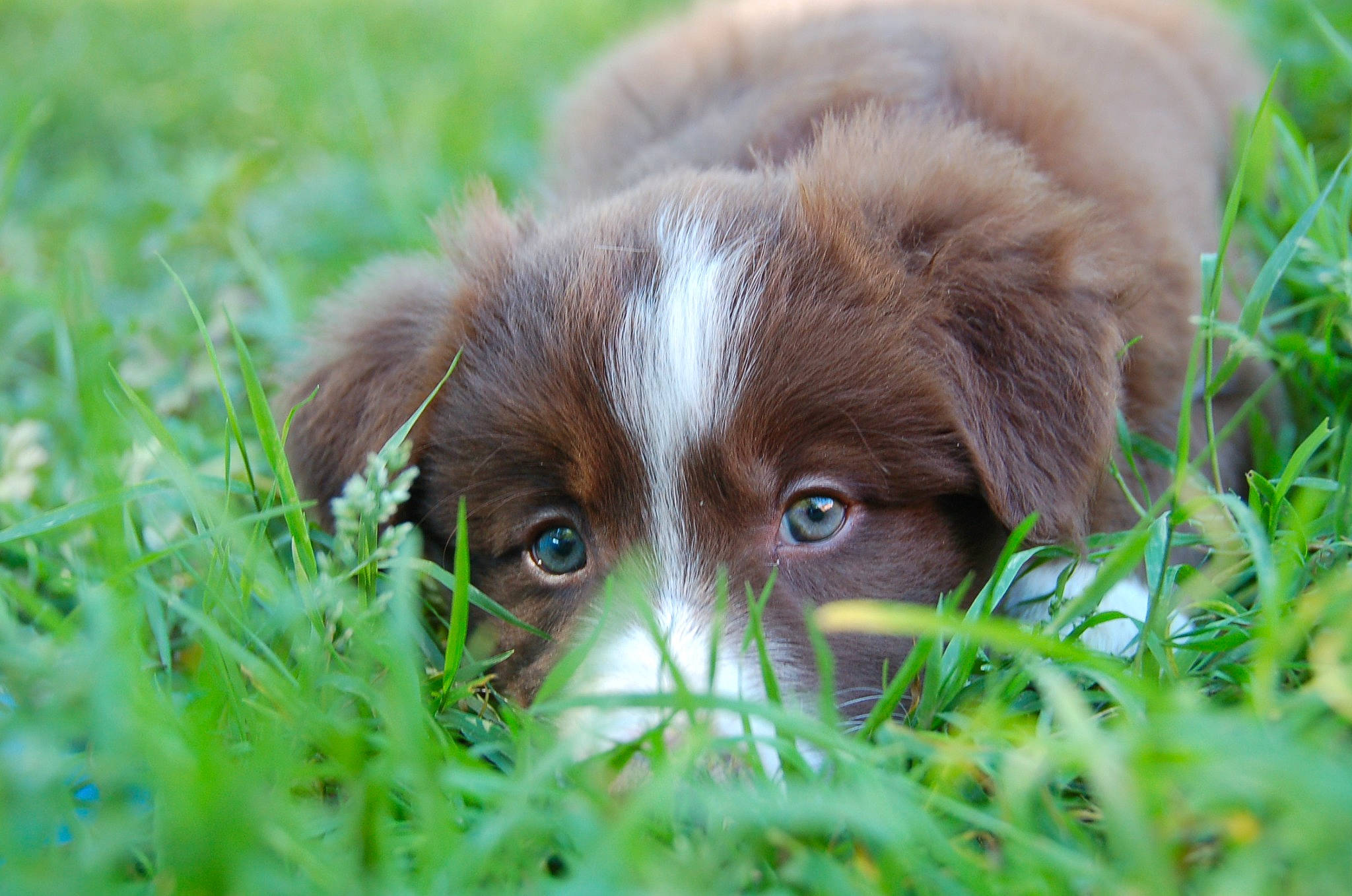 Jess a rejoint le concours — aidez-le/la à gagner de superbes lots ! canidae, carnivore, close_up, companion_dog, dog, dog_breed, fawn, grass, grassland, green, groundcover, liver, pasture, plant, prairie, snout, sporting_group, terrestrial_animal, whiskers, working_animal