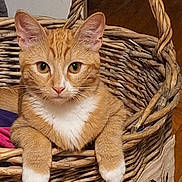 Cinnamon is registered to the contest to win money with this photo: cat, orange_cat, white_paws, basket, woven_basket, indoor, pet, feline, relaxed, curious, closeup, animal, cute, whiskers, ears, fur, paws, looking_at_camera, cozy, resting