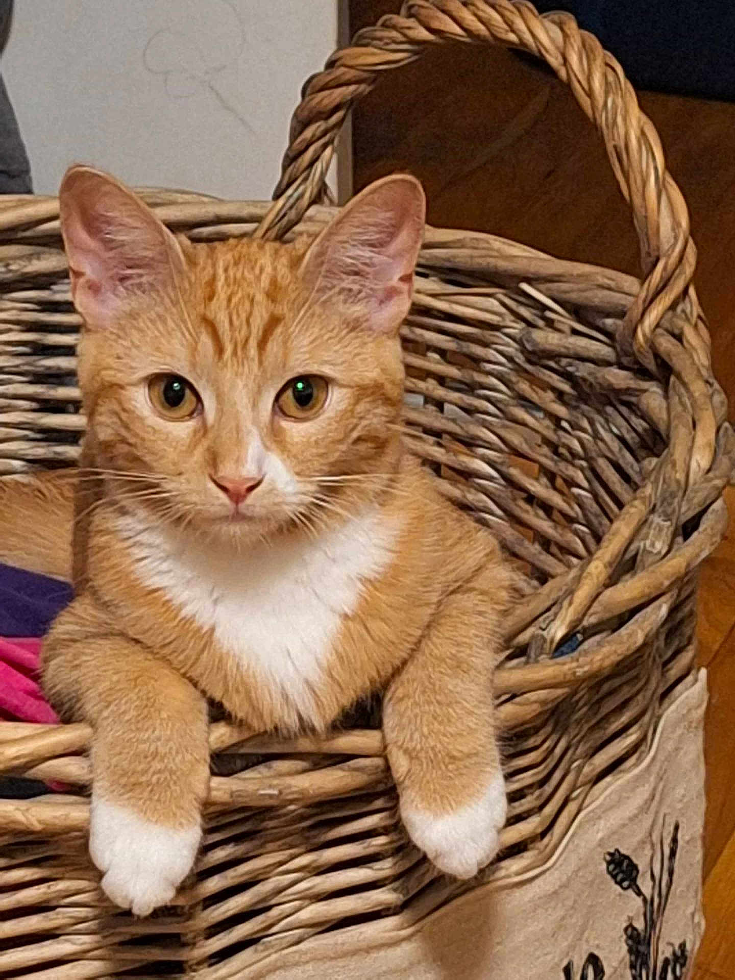 Cinnamon