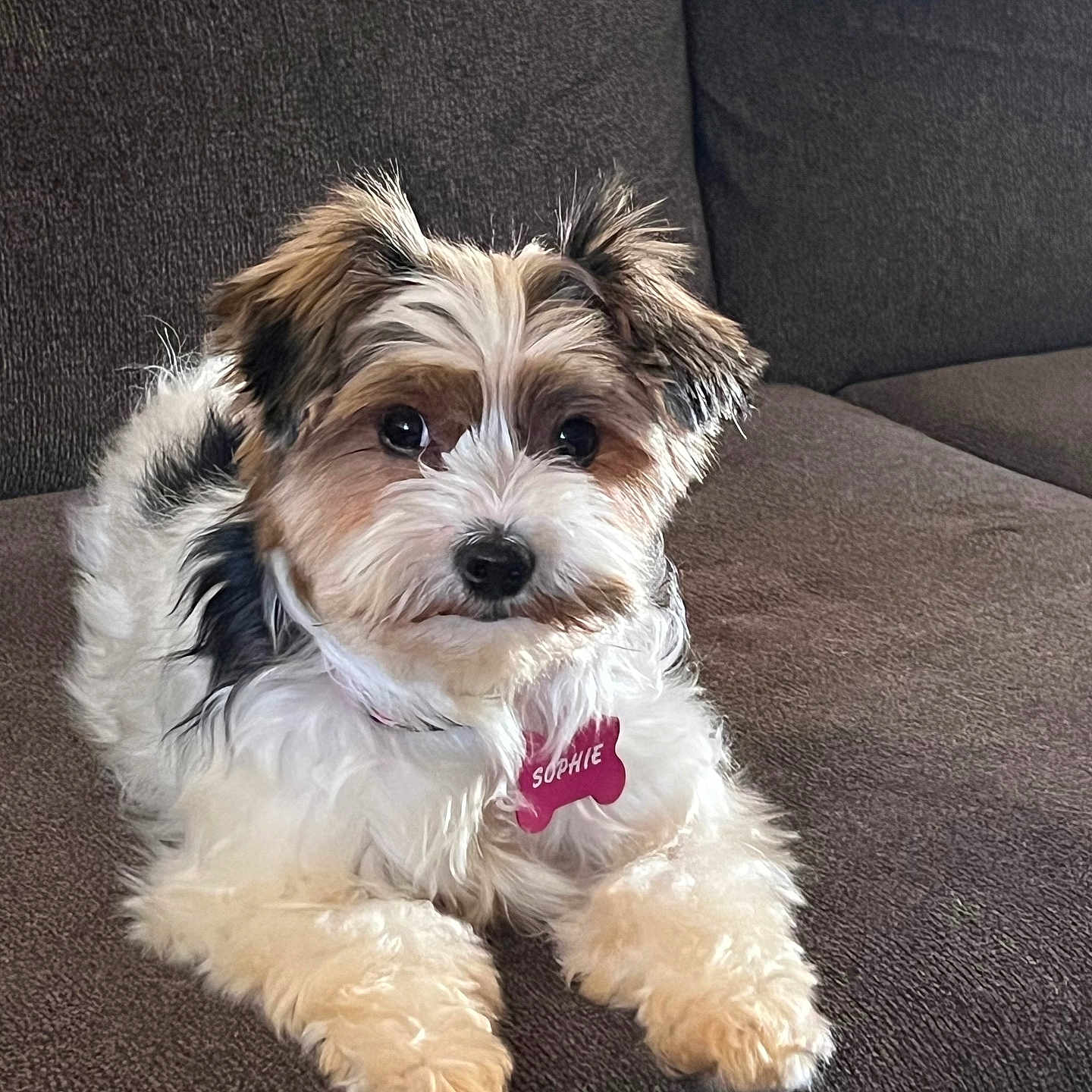 Sophie joined the competition — help win amazing prizes! dog, puppy, small_dog, fluffy, fur, white_fur, brown_fur, black_fur, sitting, lying_down, portrait, pet, collar, name_tag, sofa, couch, indoors, living_room, cute, looking_at_camera