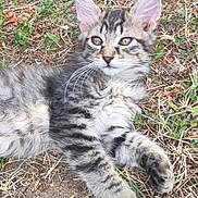 Atlas a rejoint le concours — aidez-le/la à gagner de superbes lots ! kitten, cat, tabby, fur, whiskers, ears, grass, outdoor, animal, pet, laying, curious, nature, young, feline, closeup, mammal, cute, resting, playful