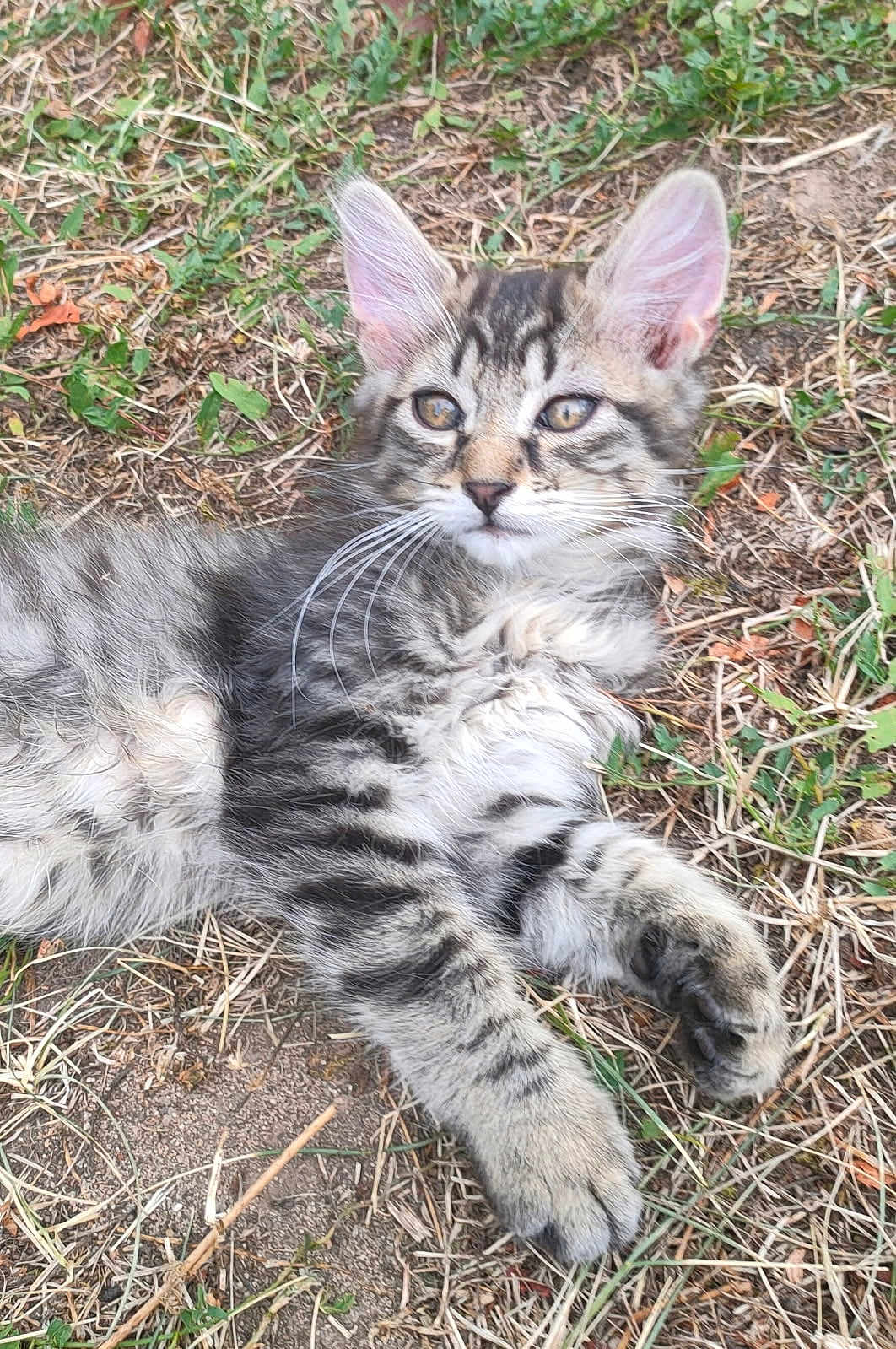 Atlas