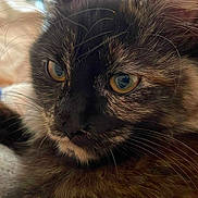 Haru a rejoint le concours — aidez-le/la à gagner de superbes lots ! cat, tortoiseshell, close_up, feline, pet, whiskers, fur, eyes, resting, blanket, cozy, indoor, soft_texture, cute, animal, mammal, portrait, relaxed, domestic_cat, sleepy