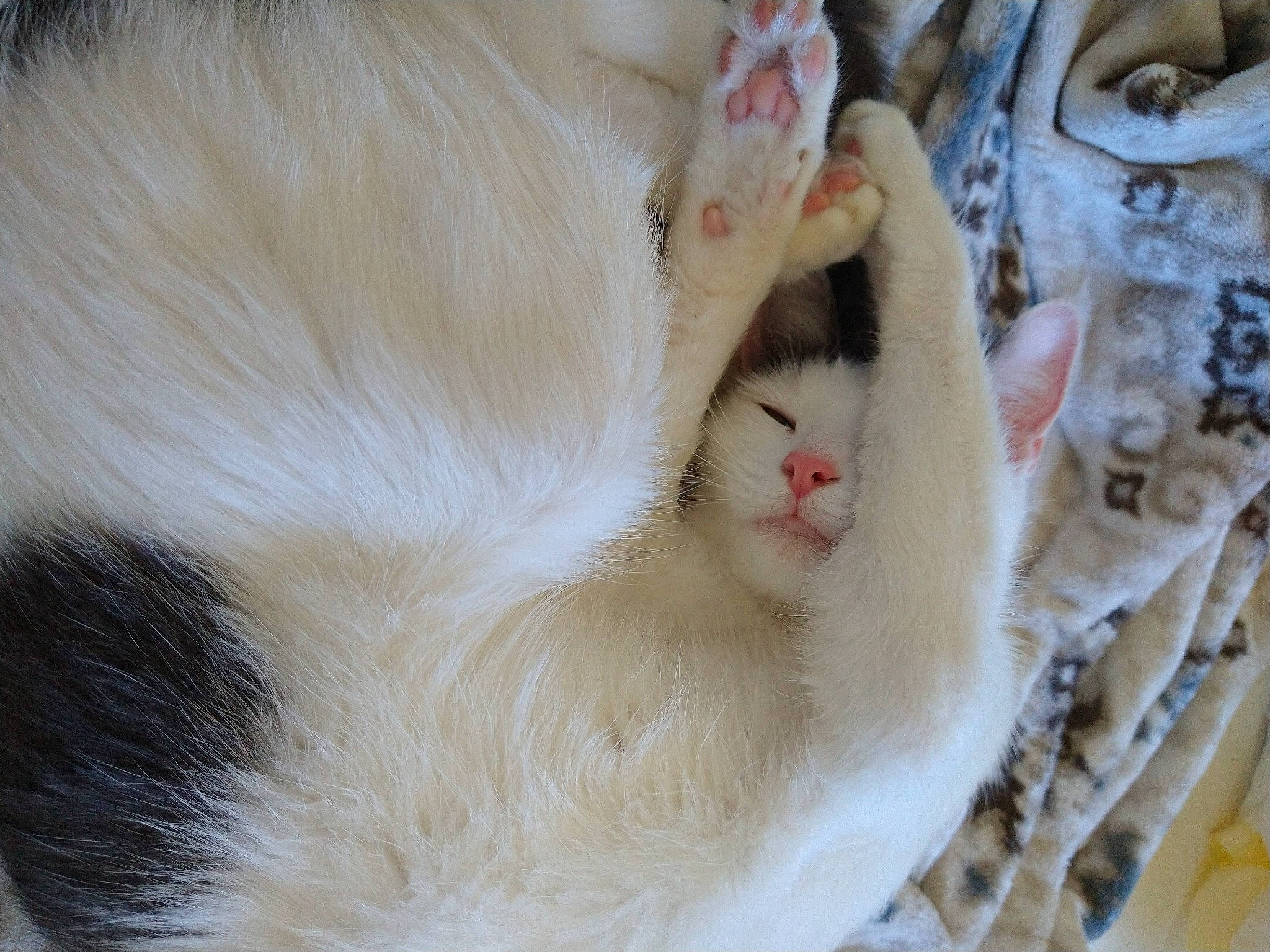 Eleven is registered to the contest to win money with this photo: carnivore, cat, claw, domestic_short_haired_cat, fang, fawn, felidae, fur, linens, paw, small_to_medium_sized_cats, snout, tail, terrestrial_animal, whiskers, wood