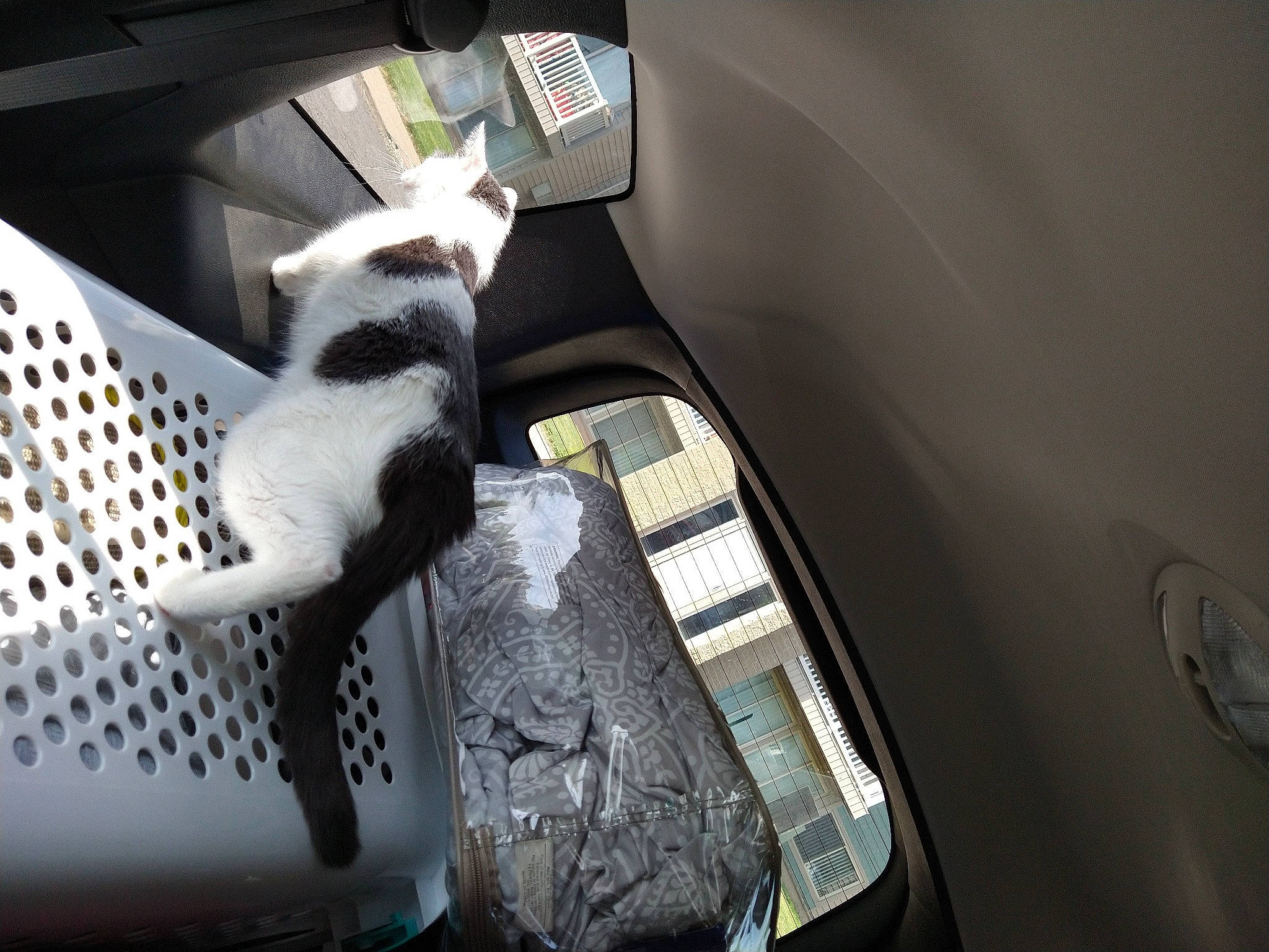 Eleven is registered to the contest to win money with this photo: auto_part, automotive_design, automotive_exterior, automotive_lighting, automotive_window_part, car_seat, carnivore, cat, comfort, companion_dog, family_car, felidae, luggage_and_bags, motor_vehicle, small_to_medium_sized_cats, snout, tail, vehicle, vehicle_door, whiskers