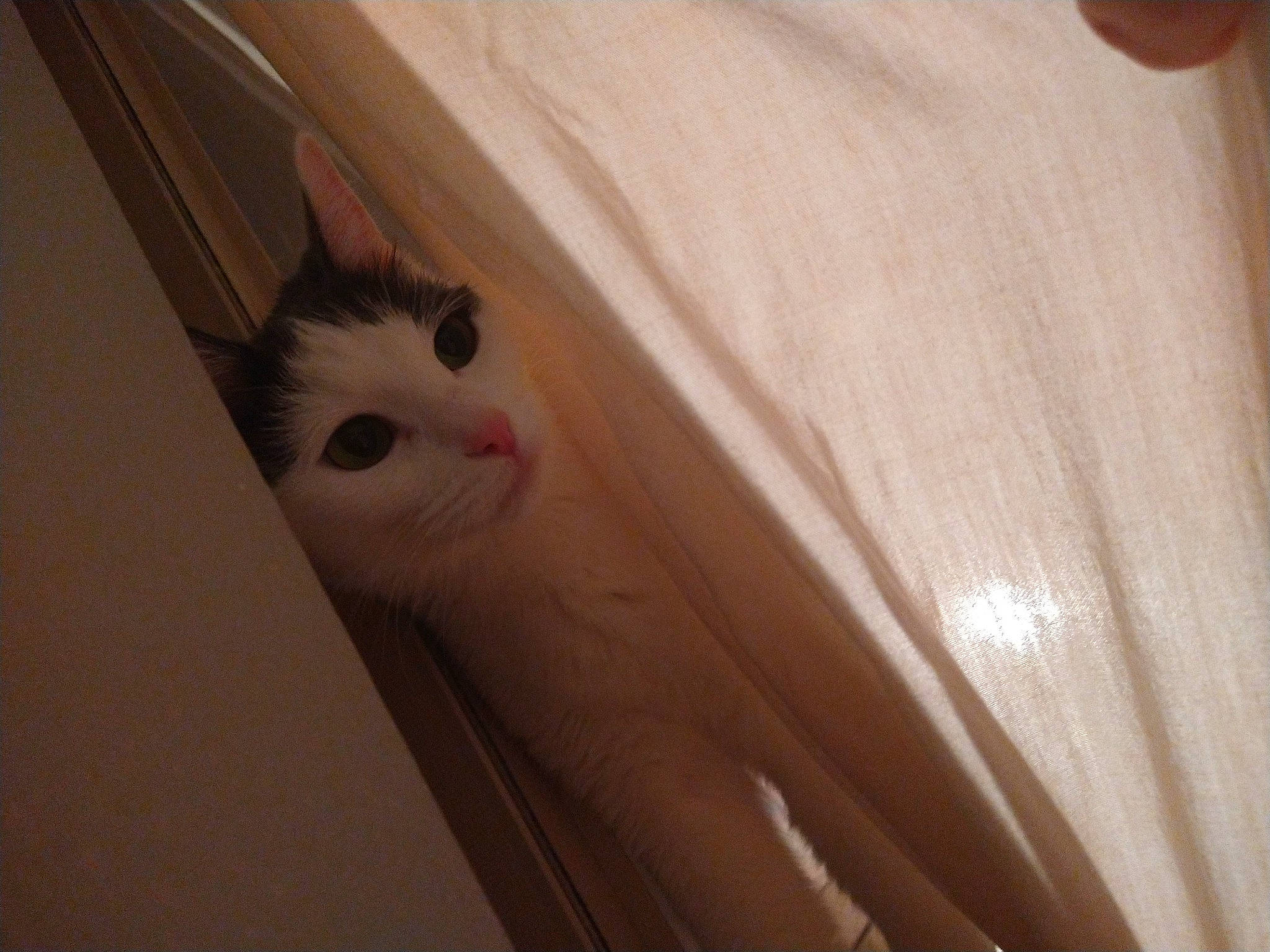 Eleven joined the competition — help win amazing prizes! box, cardboard, carnivore, cat, ceiling, domestic_short_haired_cat, fawn, felidae, flooring, fur, hardwood, paper, paper_product, plywood, room, small_to_medium_sized_cats, tail, whiskers, wood, wood_stain