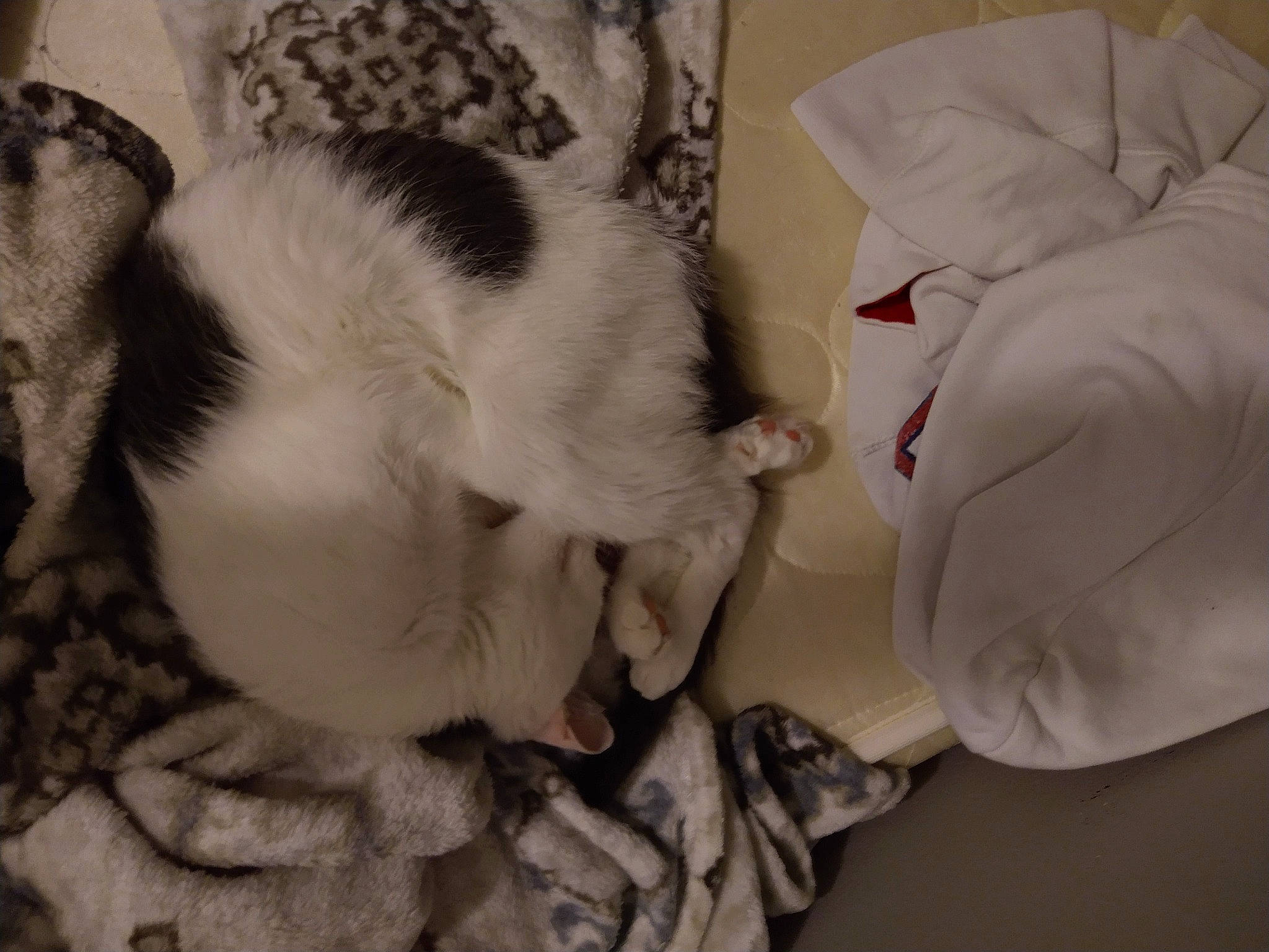 Eleven joined the competition — help win amazing prizes! beard, bedtime, carmine, carnivore, cat, claw, comfort, companion_dog, dog_breed, domestic_short_haired_cat, eyelash, felidae, fur, jaw, linens, nap, paw, small_to_medium_sized_cats, tail, whiskers