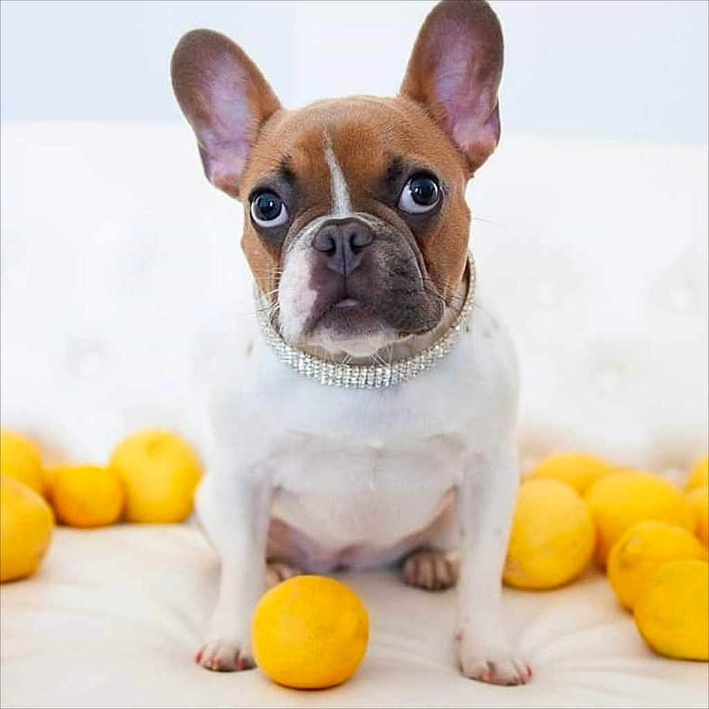Lemon