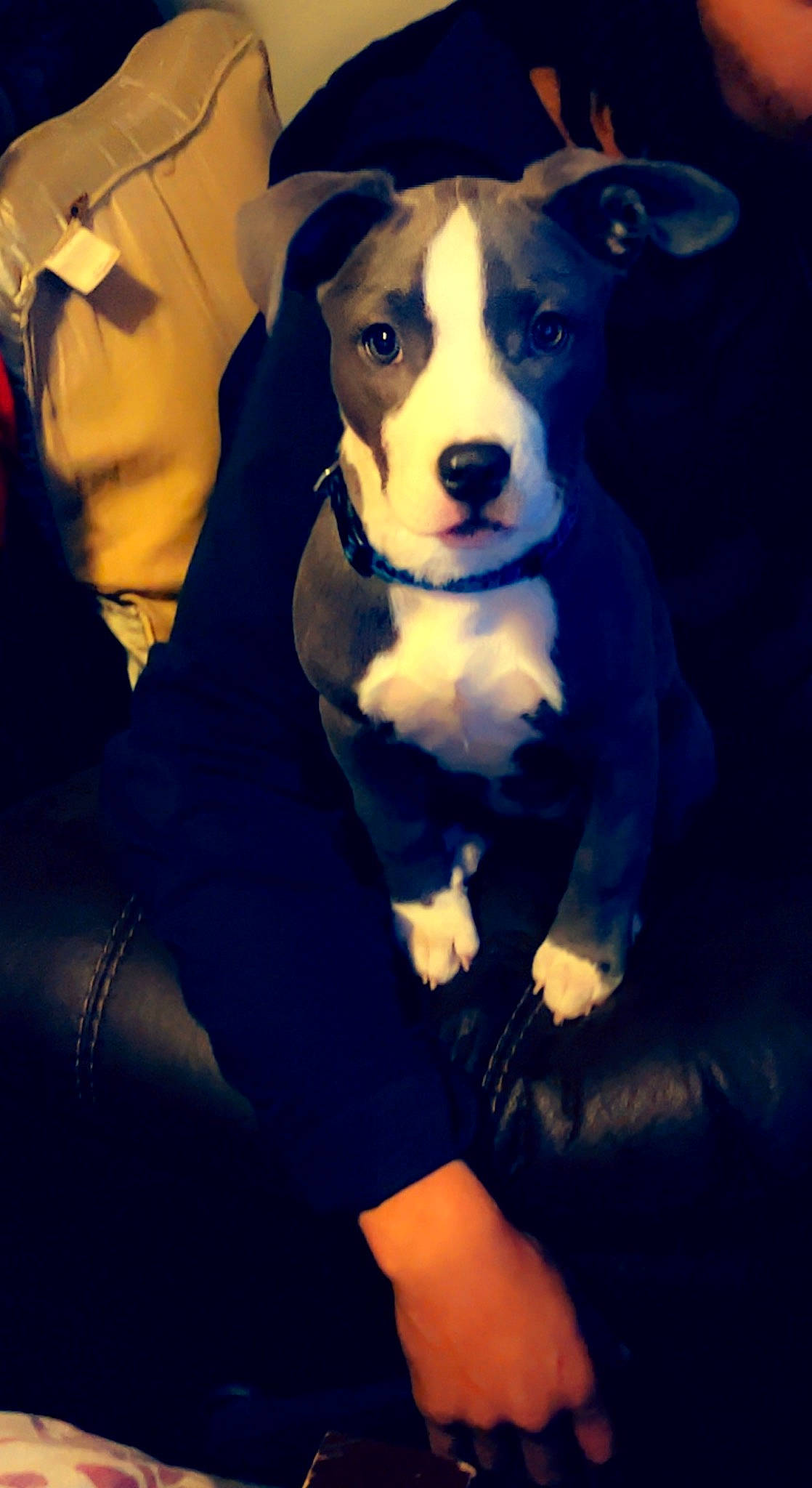 Blueberry joined the competition — help win amazing prizes! canidae, carnivore, collar, companion_dog, dog, dog_breed, dog_collar, dog_supply, electric_blue, formal_wear, human_leg, sitting, sleeve, snout, sporting_group, terrier, thigh, whiskers, working_animal