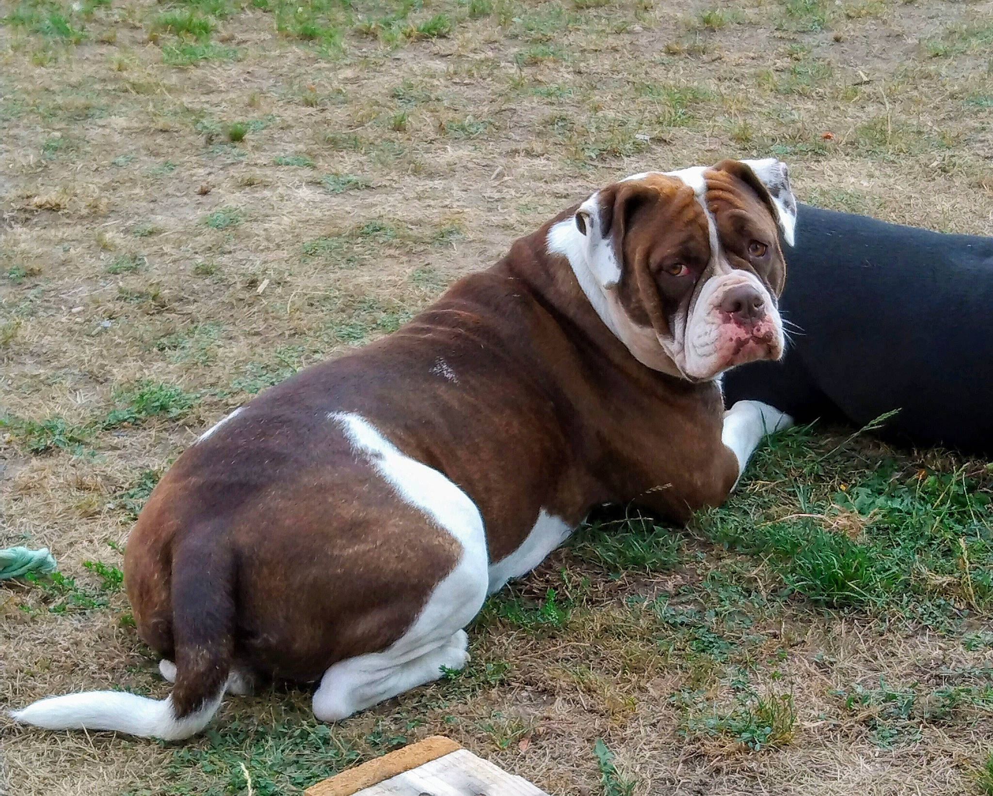 Rumba a rejoint le concours — aidez-le/la à gagner de superbes lots ! carnivore, collar, companion_dog, dog, dog_breed, dog_collar, dog_supply, grass, liver, molosser, non_sporting_group, plant, sporting_group, terrestrial_animal, working_animal, working_dog