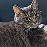 Faith is registered to the contest to win money with this photo: animal, cat, close_up, curious, domestic_animal, ears, face, feline, fur, gray_cat, green_eyes, indoor, looking_back, mammal, nose, pet, portrait, soft_light, tabby, whiskers
