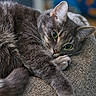 Faith is registered to the contest to win money with this photo: animal, cat, closeup, cozy, cute, feline, fur, gray_cat, green_eyes, indoor, paw, pet, portrait, relaxing, resting, sleepy, soft, tabby, texture, whiskers