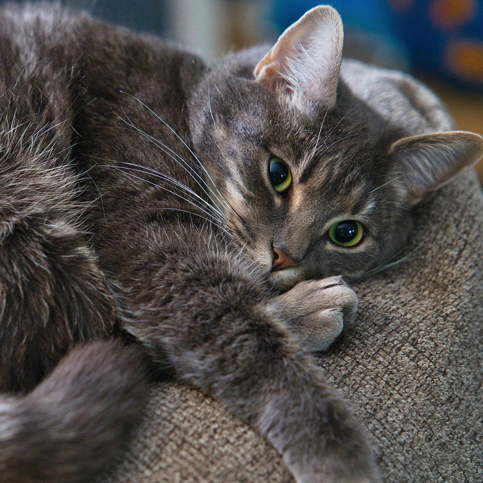 Faith is registered to the contest to win money with this photo: animal, cat, closeup, cozy, cute, feline, fur, gray_cat, green_eyes, indoor, paw, pet, portrait, relaxing, resting, sleepy, soft, tabby, texture, whiskers