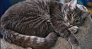 Faith is registered to the contest to win money with this photo: animal, cat, closeup, couch, cozy, curled, cute, domestic_cat, feline, fur, gray_cat, green_eyes, indoor, paw, pet, relaxed, resting, sleepy, texture, whiskers