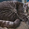 animal, cat, closeup, couch, cozy, curled, cute, domestic_cat, feline, fur, gray_cat, green_eyes, indoor, paw, pet, relaxed, resting, sleepy, texture, whiskers