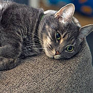 Faith joined the competition — help win amazing prizes! animal_face, cat, close_up, cozy, cute, domestic_animal, fabric, feline, fur, gray_tabby, green_eyes, indoors, lying_down, pet, portrait, relaxed, resting, soft_light, textured_surface, whiskers