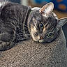 animal_face, cat, close_up, cozy, cute, domestic_animal, fabric, feline, fur, gray_tabby, green_eyes, indoors, lying_down, pet, portrait, relaxed, resting, soft_light, textured_surface, whiskers