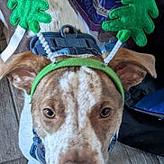 Hunter is registered to the contest to win money with this photo: dog, pet, headband, green, felt, trees, close_up, brown, white, floor, tile, indoor, curious, animal, ears, collar, domestic, cute, face, portrait