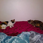 Precious joined the competition — help win amazing prizes! bed, bed_sheet, canidae, carnivore, cat, comfort, domestic_short_haired_cat, european_shorthair, felidae, fur, furniture, kitten, linens, room, small_to_medium_sized_cats, whiskers