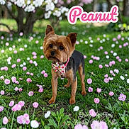 Peanut is registered to the contest to win money with this photo: dog, small_dog, bow_tie, collar, flower_field, pink_flowers, white_flowers, grass, greenery, tree, outdoor, pet, cute, animal, nature, spring, portrait, floral, garden, canine