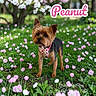 dog, small_dog, bow_tie, collar, flower_field, pink_flowers, white_flowers, grass, greenery, tree, outdoor, pet, cute, animal, nature, spring, portrait, floral, garden, canine
