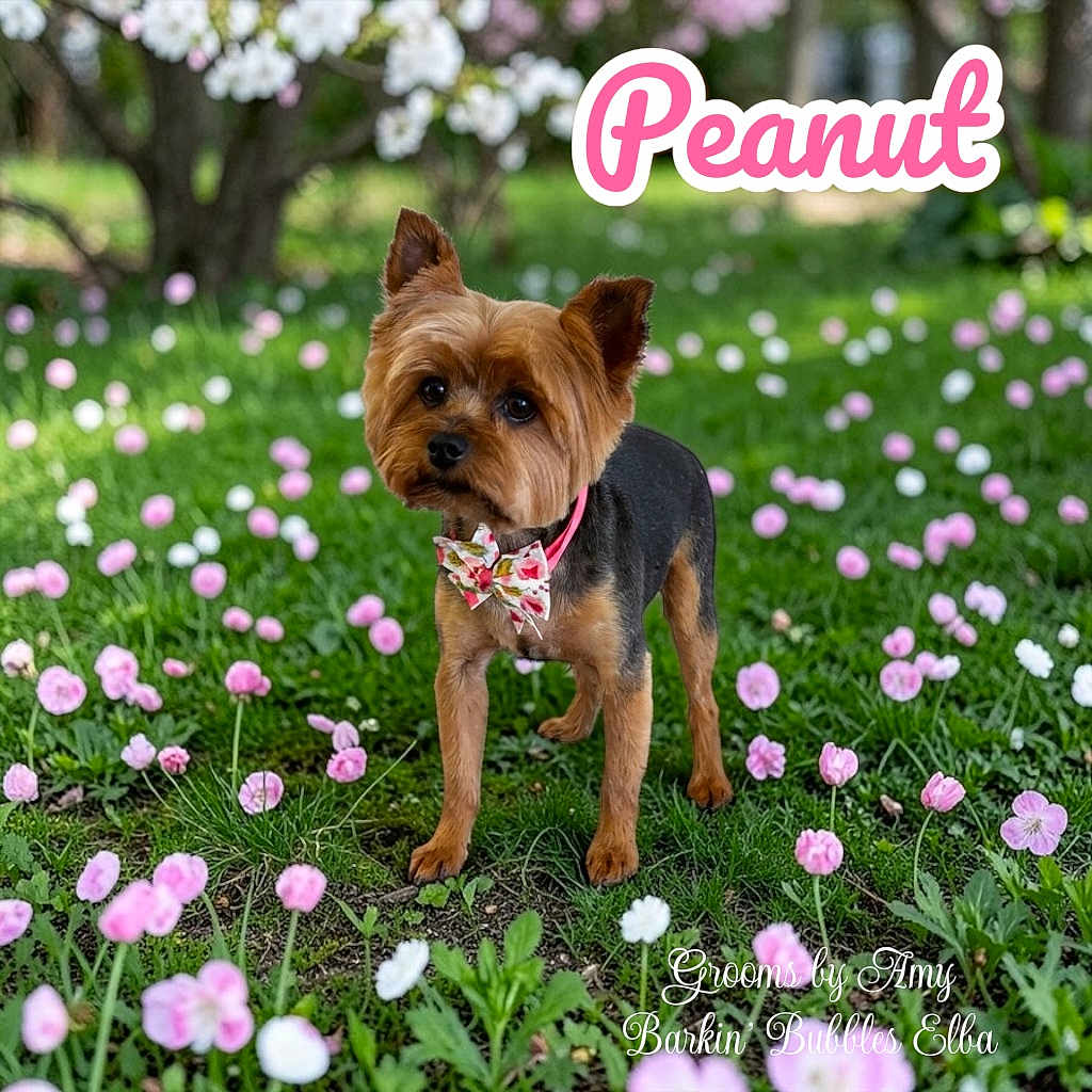 Peanut is registered to the contest to win money with this photo: dog, small_dog, bow_tie, collar, flower_field, pink_flowers, white_flowers, grass, greenery, tree, outdoor, pet, cute, animal, nature, spring, portrait, floral, garden, canine