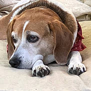 Charlie is registered to the contest to win money with this photo: dog, beagle, pet, animal, lying_down, resting, blanket, red_bandana, ears, nose, paw, fur, cute, indoors, cozy, brown, white, expression, closeup, relaxed