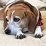dog, beagle, pet, animal, lying_down, resting, blanket, red_bandana, ears, nose, paw, fur, cute, indoors, cozy, brown, white, expression, closeup, relaxed