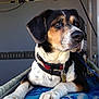 dog, tricolor, collar, blanket, indoor, resting, pet, canine, leash, animal, fur, ears, paw, nose, eyes, lying_down, medium_size, domestic, comfortable, vehicle_interior