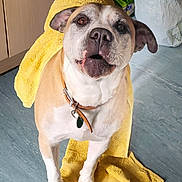 Elvis is registered to the contest to win money with this photo: dog, towel, brown, white, collar, floor, indoor, pet, animal, tail, ears, mouth, fur, looking_up, household, blue_floor, yellow, cute, standing, domestic