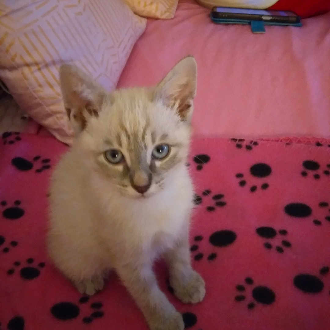 Choupette participe au concours pour gagner de l'argent avec cette photo : animal, blue_eyes, cat, cozy, cute, domestic, feline, fur, home, indoor, kitten, looking, paw_prints, pet, pillow, pink_blanket, resting, sitting, soft, young