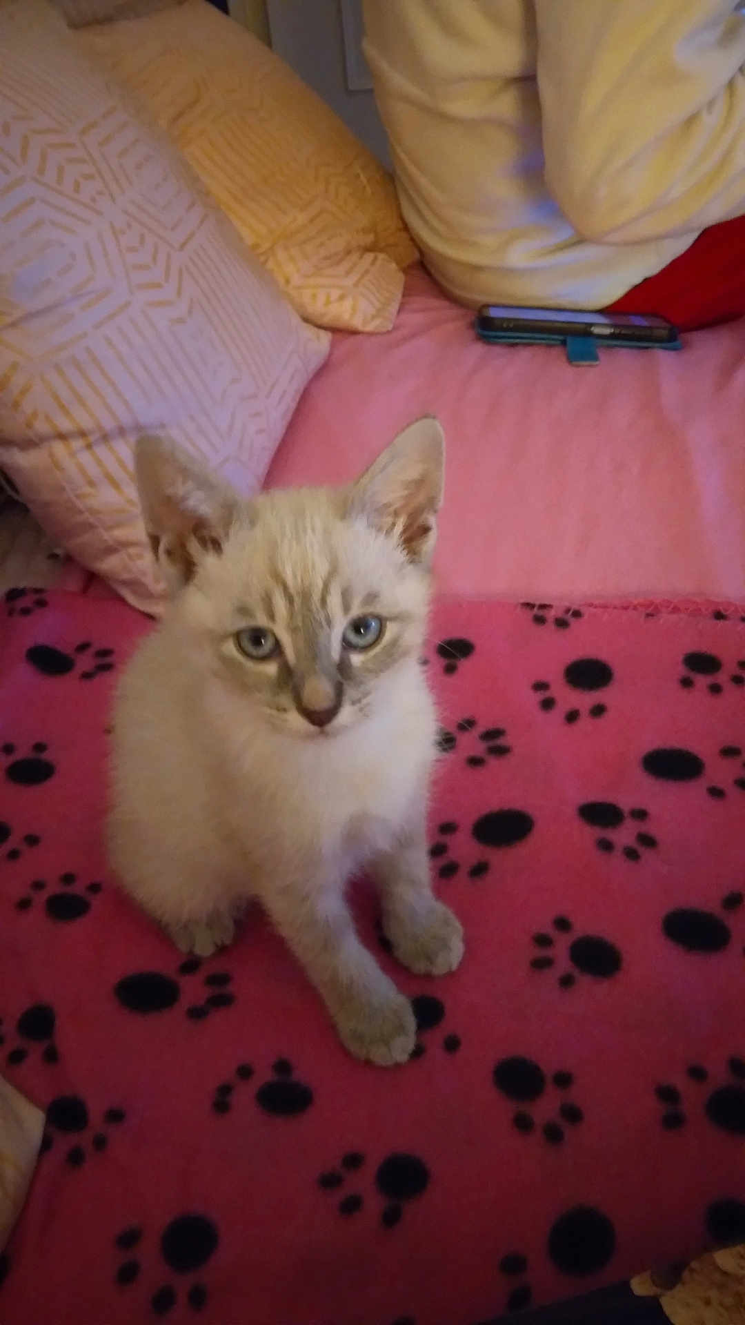 Choupette participe au concours pour gagner de l'argent avec cette photo : kitten, cat, blue_eyes, pink_blanket, paw_prints, pillow, indoor, pet, cute, feline, young, animal, fur, sitting, cozy, domestic, home, soft, resting, looking
