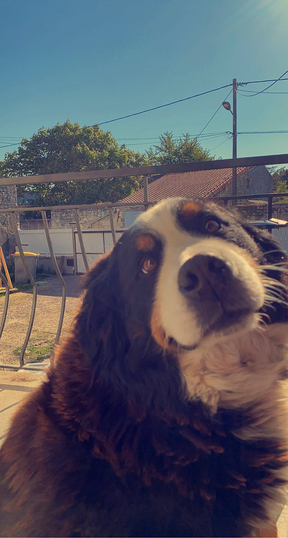 Gommette a rejoint le concours — aidez-le/la à gagner de superbes lots ! canidae, carnivore, cloud, cocker_spaniel, companion_dog, dog, dog_breed, fawn, fence, fur, gun_dog, happy, pet_supply, sky, snout, sporting_group, tree, whiskers, winter, working_animal