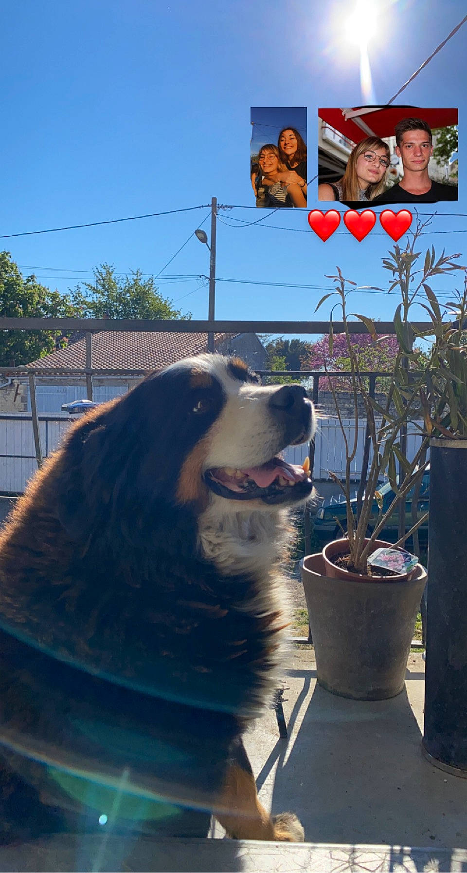 Gommette participe au concours pour gagner de l'argent avec cette photo : billboard, canidae, carnivore, companion_dog, dog, dog_breed, flowerpot, fun, fur, herding_dog, houseplant, light, photograph, plant, sky, snapshot, snout, sporting_group, television, tree