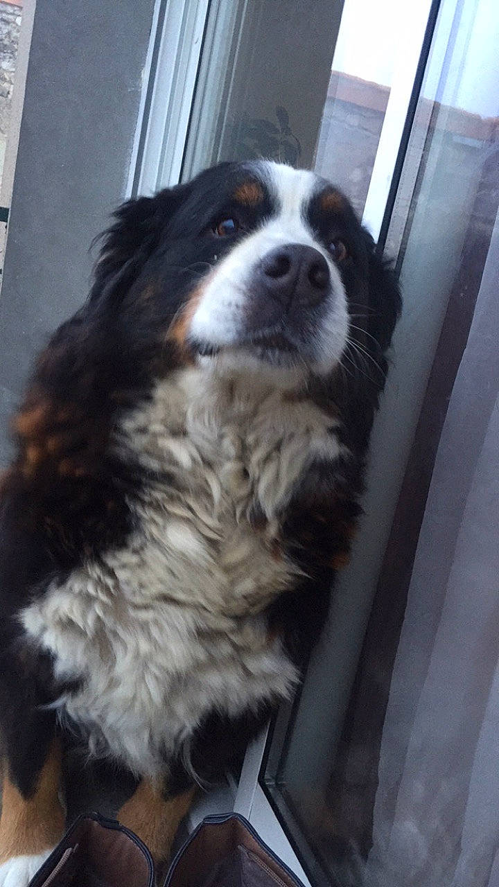 Gommette a rejoint le concours — aidez-le/la à gagner de superbes lots ! bernese_mountain_dog, bored, canidae, carnivore, companion_dog, dog, dog_breed, door, eye, fur, giant_dog_breed, herding_dog, sporting_group, terrestrial_animal, whiskers, working_animal, working_dog