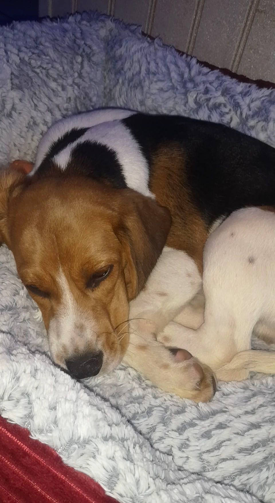 Bull participe au concours pour gagner de l'argent avec cette photo : beagle, beagle_harrier, beaglier, bored, canidae, carnivore, comfort, companion_dog, dog, dog_breed, fawn, finnish_hound, fur, hound, pocket_beagle, scent_hound, snout, sporting_group, terrestrial_animal, working_animal
