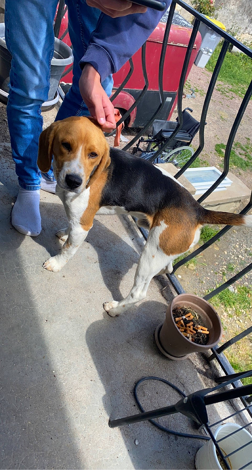 Bull participe au concours pour gagner de l'argent avec cette photo : beagle, beagle_harrier, carnivore, chair, collar, companion_dog, dog, dog_breed, folding_chair, hound, hunting_dog, leash, mammal, outdoor_furniture, plant, scent_hound, sitting, sporting_group, tail, working_dog