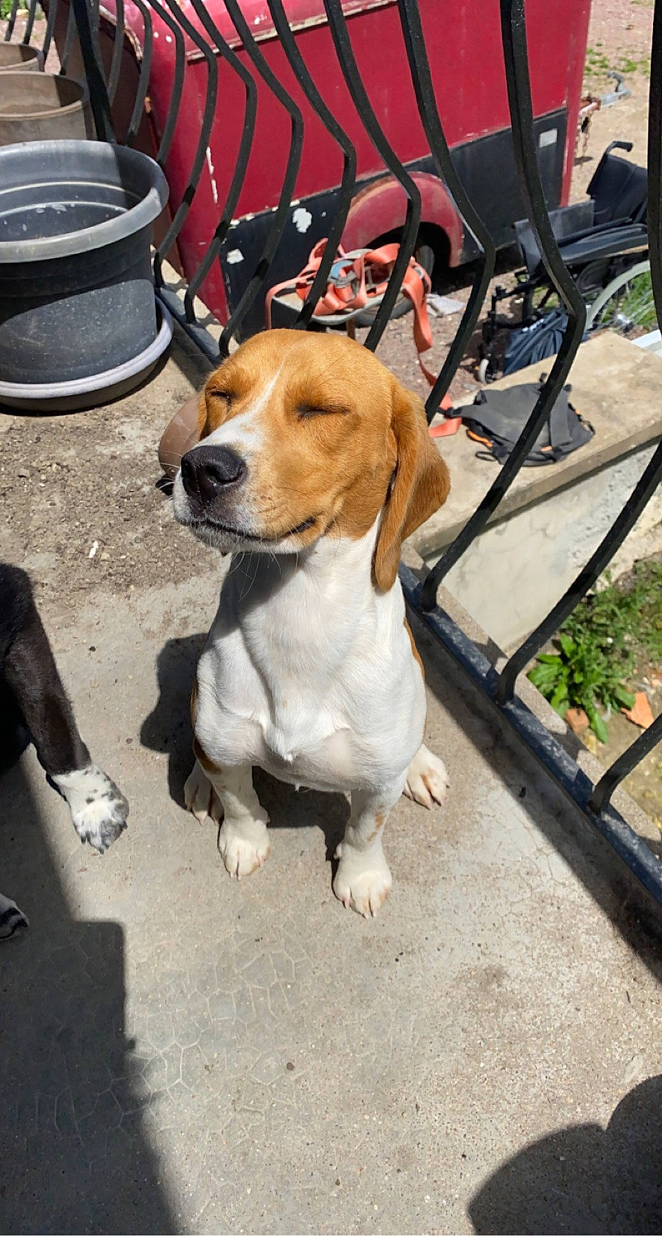 Bull a rejoint le concours — aidez-le/la à gagner de superbes lots ! carnivore, chair, collar, companion_dog, dog, dog_breed, dog_collar, dog_supply, fawn, fur, hound, leash, pet_supply, plant, road_surface, scent_hound, sidewalk, snout, street