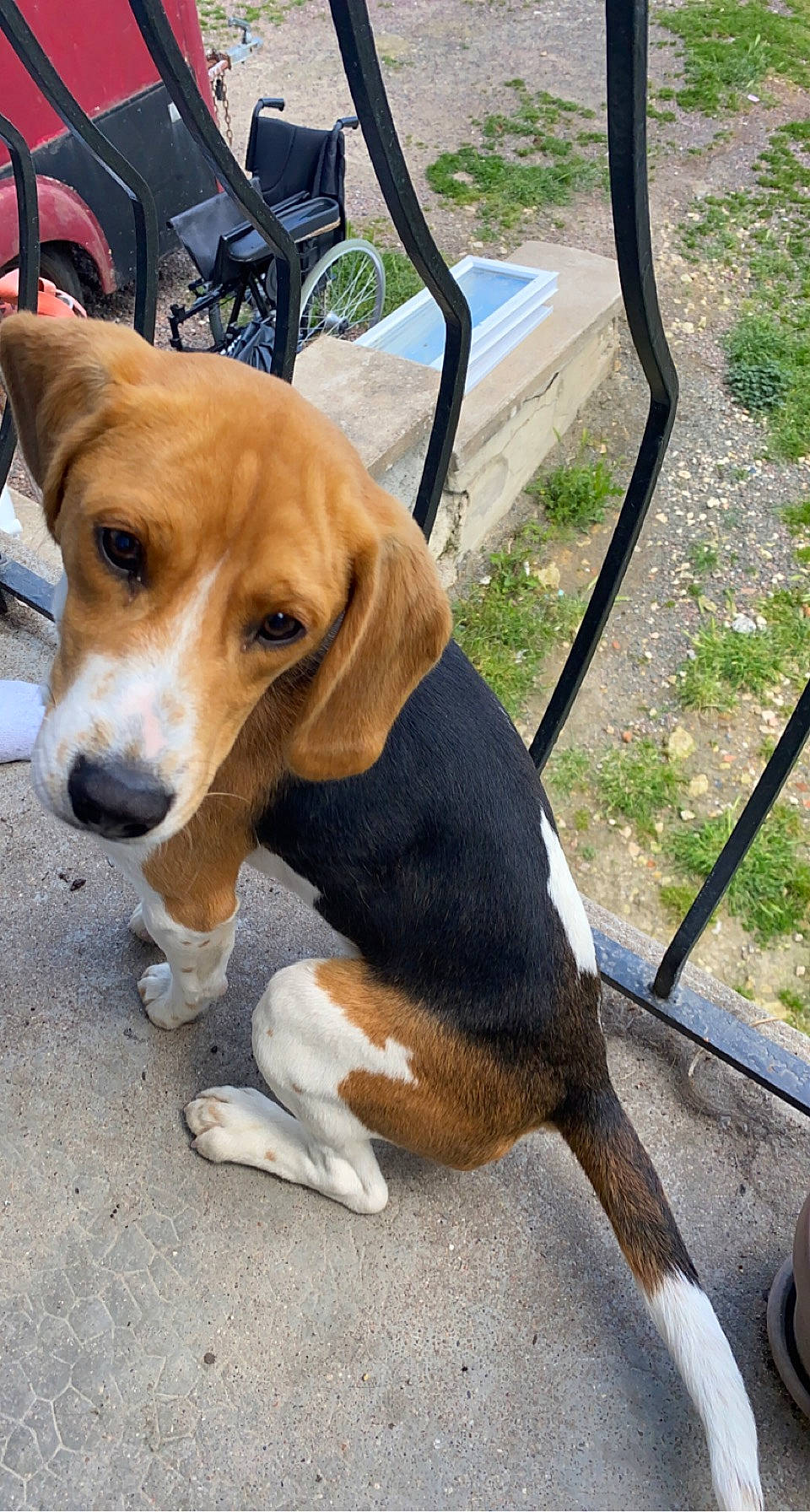 Bull a rejoint le concours — aidez-le/la à gagner de superbes lots ! beagle, beagle_harrier, carnivore, chair, collar, companion_dog, dog, dog_breed, dog_collar, fawn, hound, hunting_dog, plant, scent_hound, sporting_group, tail, working_animal, working_dog