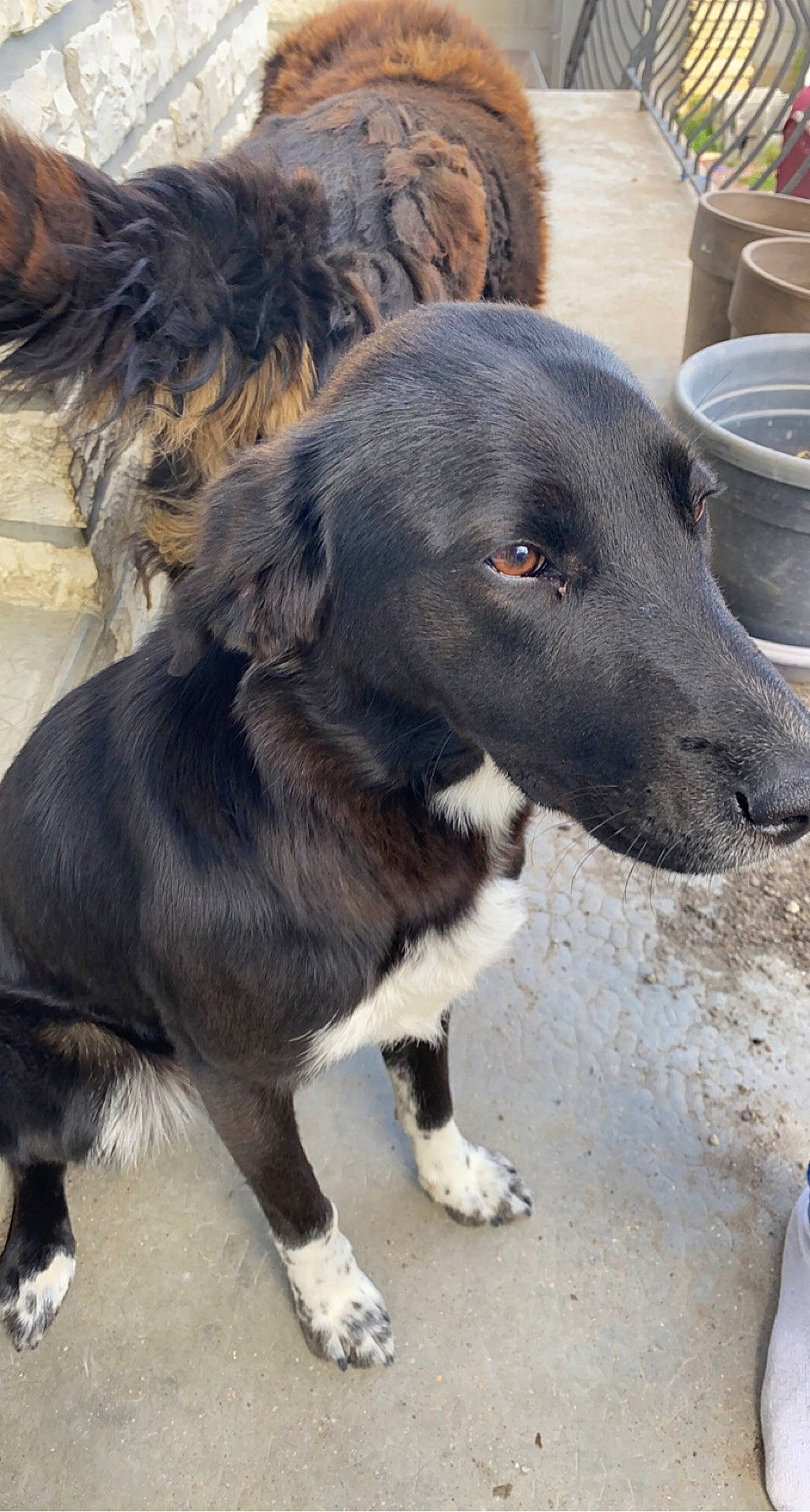 Roxy a rejoint le concours — aidez-le/la à gagner de superbes lots ! borador, canidae, carnivore, companion_dog, cup, dog, dog_breed, drinkware, fur, hunting_dog, serveware, snout, sporting_group, terrestrial_animal, whiskers, working_animal, working_dog