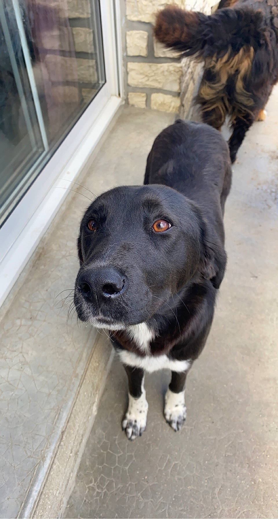 Roxy a rejoint le concours — aidez-le/la à gagner de superbes lots ! borador, canidae, carnivore, collar, companion_dog, dog, dog_breed, dog_collar, fur, hunting_dog, leash, non_sporting_group, puppy, sporting_group, tail, terrestrial_animal, whiskers, window, working_animal, working_dog