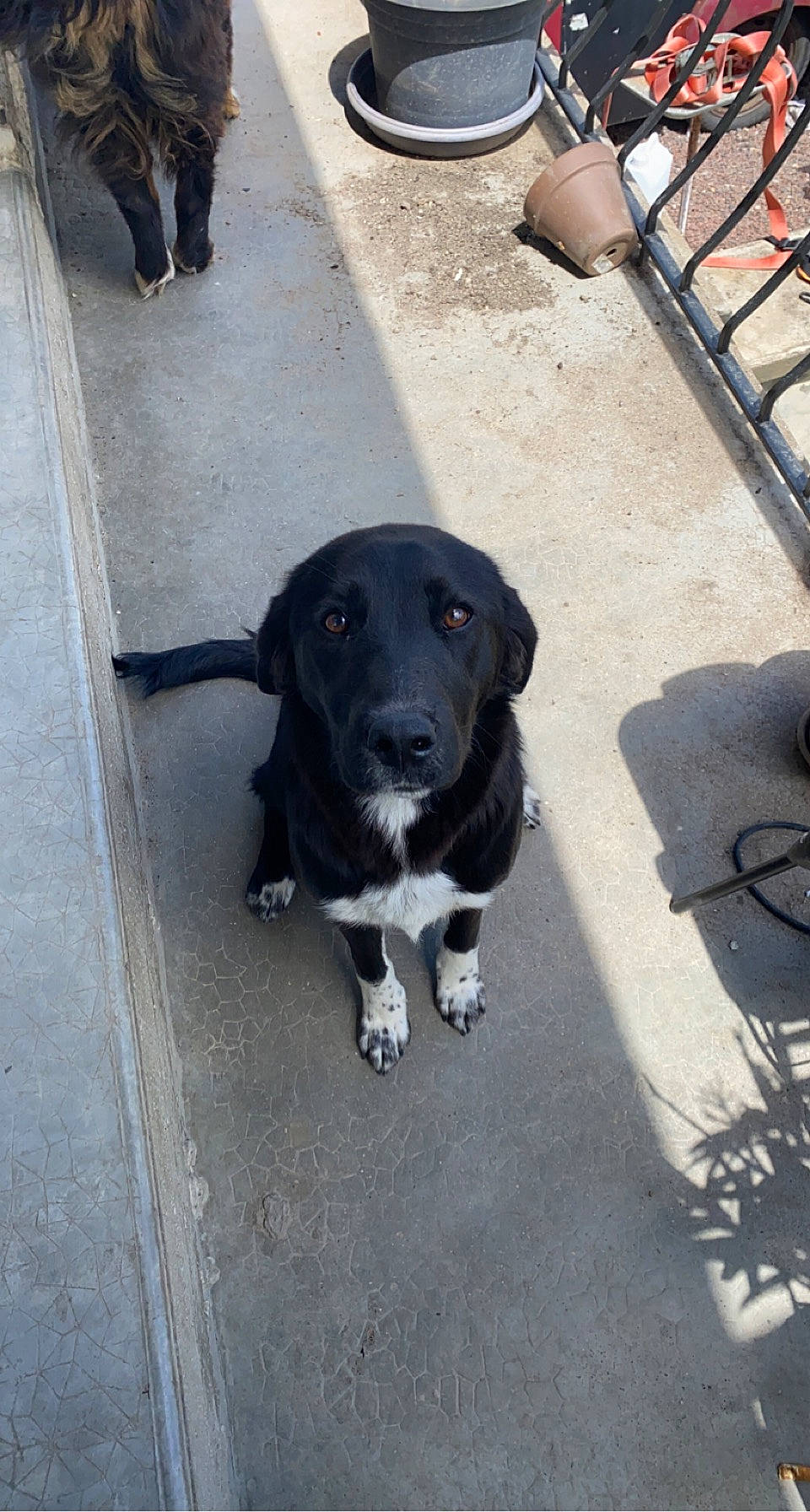 Roxy a rejoint le concours — aidez-le/la à gagner de superbes lots ! asphalt, borador, carnivore, collar, companion_dog, concrete, dog, dog_breed, dog_collar, fur, leash, pedestrian, road_surface, shadow, sidewalk, snout, street_dog, tail, tar, working_animal