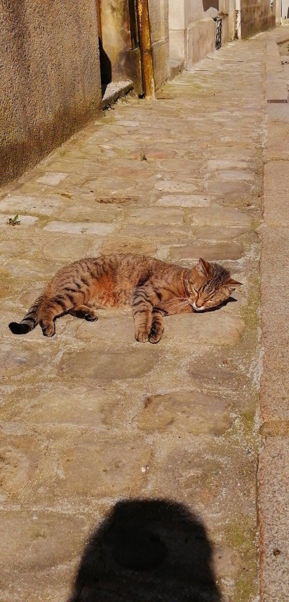 Maya a rejoint le concours — aidez-le/la à gagner de superbes lots ! arabian_mau, carnivore, cat, european_shorthair, fawn, felidae, small_to_medium_sized_cats, tabby_cat, tail, terrestrial_animal, wall, wild_cat