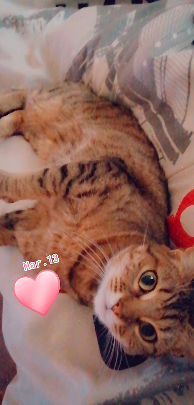 Maya participe au concours pour gagner de l'argent avec cette photo : american_bobtail, american_curl, american_shorthair, asian, bengal, california_spangled, carnivore, cat, domestic_short_haired_cat, dragon_li, egyptian_mau, european_shorthair, felidae, fur, kitten, mammal, pixie_bob, small_to_medium_sized_cats, tabby_cat, whiskers