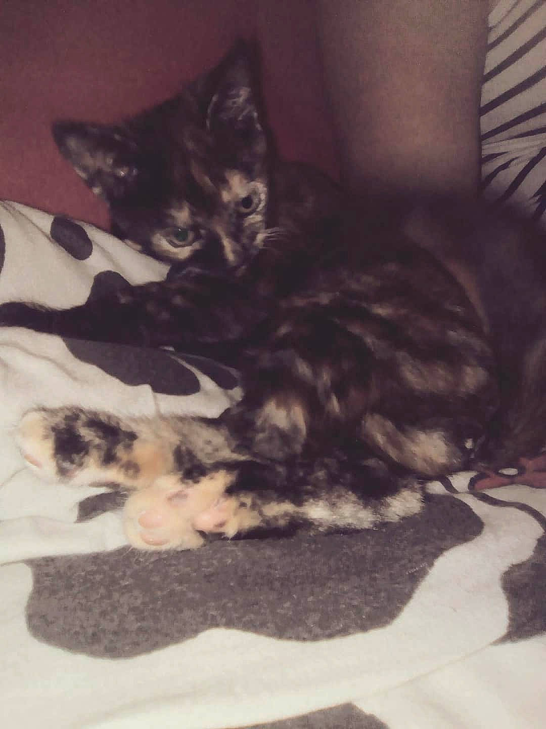 Simba a rejoint le concours — aidez-le/la à gagner de superbes lots ! asian, black_and_white, carnivore, cat, domestic_short_haired_cat, european_shorthair, felidae, fur, kitten, maine_coon, polydactyl_cat, small_to_medium_sized_cats, tail, whiskers