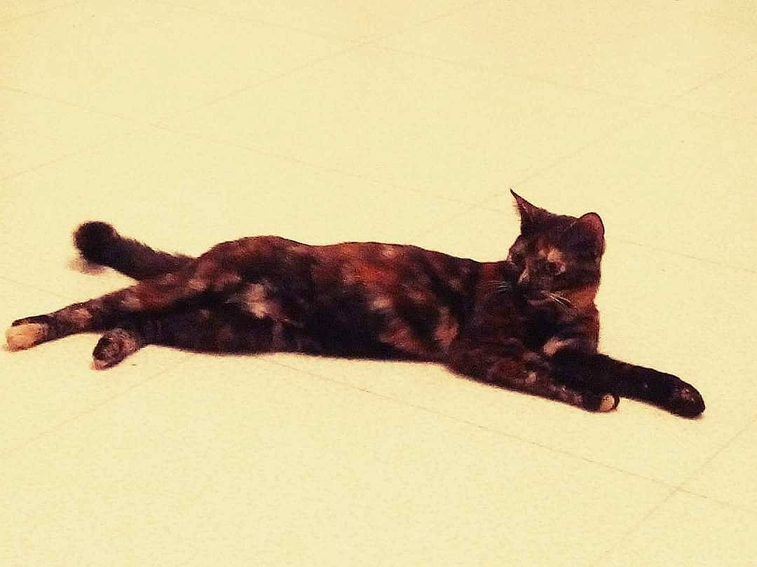 Simba a rejoint le concours — aidez-le/la à gagner de superbes lots ! asian, black_cat, carnivore, cat, domestic_short_haired_cat, dragon_li, european_shorthair, felidae, fur, kitten, small_to_medium_sized_cats, tail, whiskers