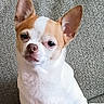 alert, animal, canine, chihuahua, companion, cute, dog, domestic, ears, furniture, indoor, looking, pet, portrait, short_hair, sitting, small_dog, sofa, tan, white