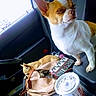 Skye is registered to the contest to win money with this photo: animal, armrest, car_interior, chihuahua, companion, cup, cute, dog, door, nap, pet, purse, relaxing, seat, small_dog, straw, travel, vehicle, wallet, window