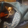 Skye is registered to the contest to win money with this photo: animal, bag, blue, chihuahua, clothing, compartment, cozy, cute, dog, domestic_animal, fabric, furniture, household, indoor, orange, pattern, pet, small_dog, soft, storage