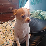 Skye joined the competition — help win amazing prizes! alert, bed, blanket, brown, chair, chihuahua, cozy, cute, dog, domestic_animal, fur, furniture, indoor, name, pet, portrait, resting, small_dog, wall_art, white